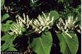 Fallopia japonica ، fleeceflower, Himalayan fleece vine, monkeyweed, monkey fungus, Hancock's curse,